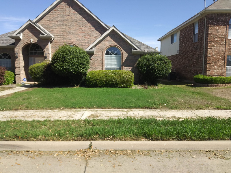 Tree-triming-bushes-and-install-River-rock-1
